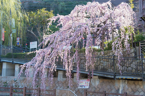 有馬温泉「吉高屋」さんの桜